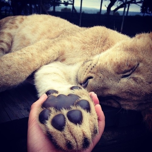 Sleeping lion Sleeping lion