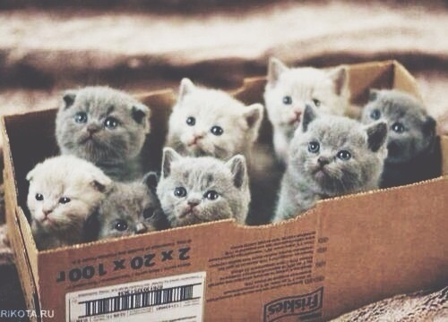 Box full of kittens