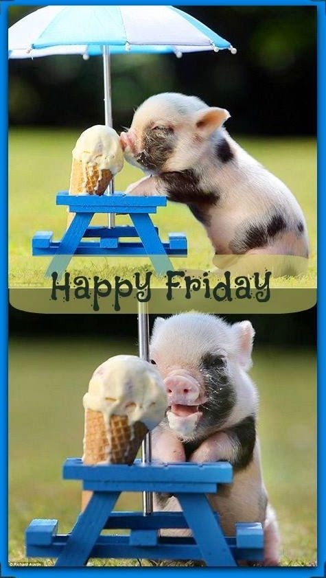 Happy Friday Happy Friday
