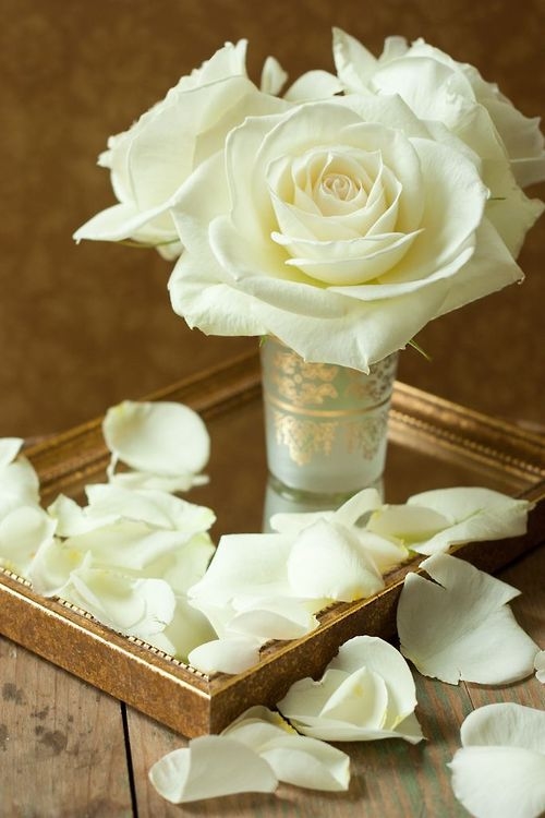 Blooming rose Blooming rose