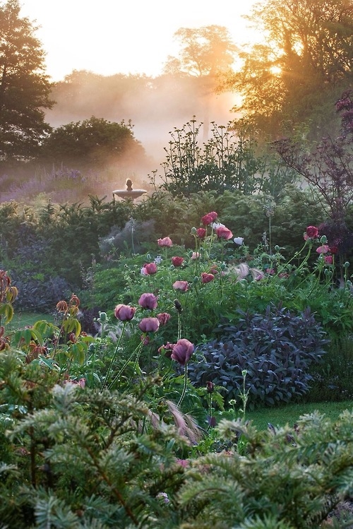 Morning garden