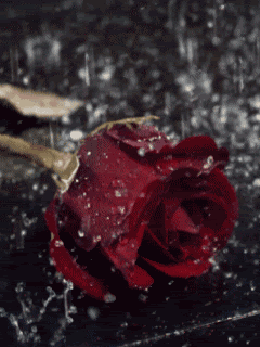 Rained on rose