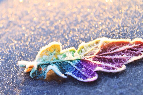 Frozen colorful leaf Frozen colorful leaf