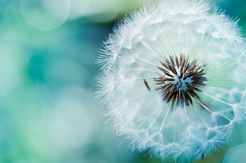 Make a Wish Make a Wish