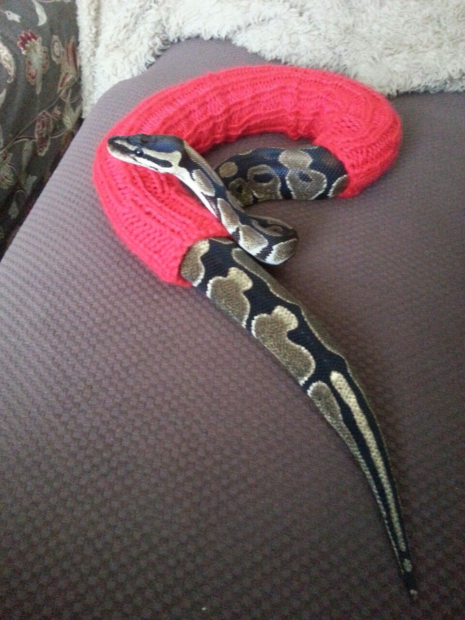 stylish Snake