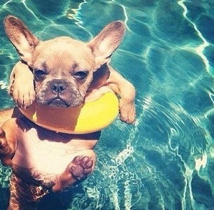 Doggy in the Pool Doggy in the Pool