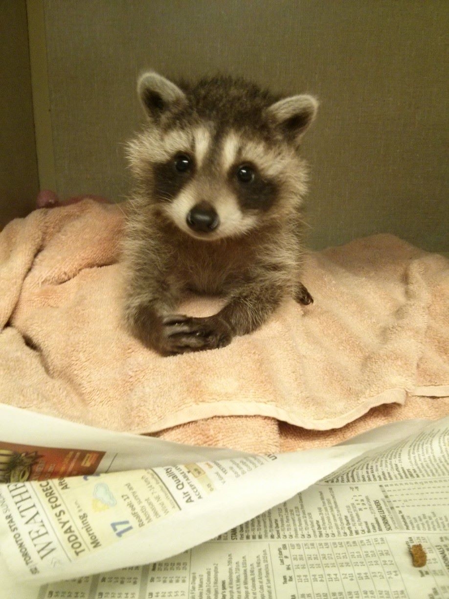 Cutest Racoon Ever