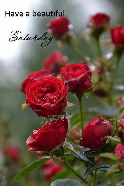 Have a beautiful Saturday Have a beautiful Saturday