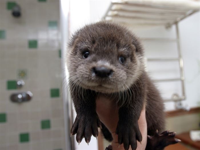 So you said you love Otters So you said you love Otters