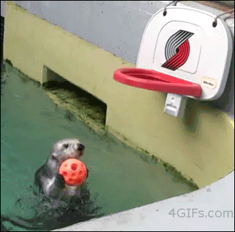 The dunking Otter