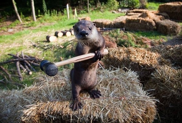 Otter this world strength