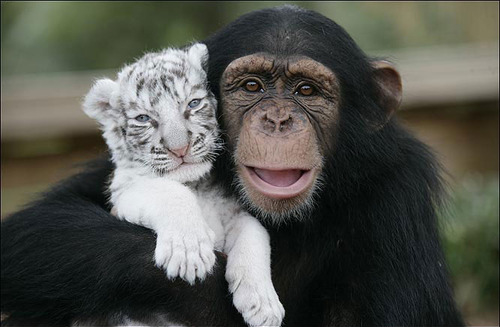 When jungle animals pose for the camera