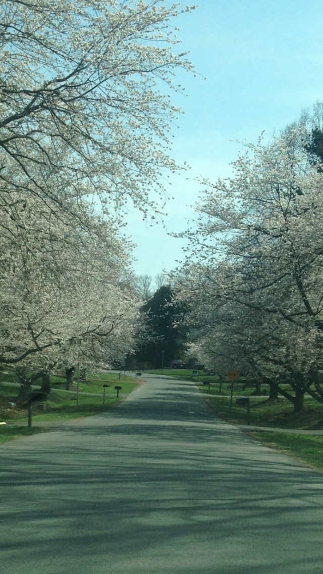 Blossoms Blossoms