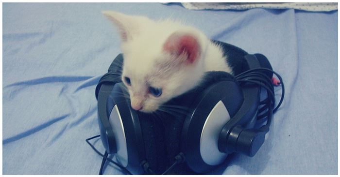 Cat phones Cat phones