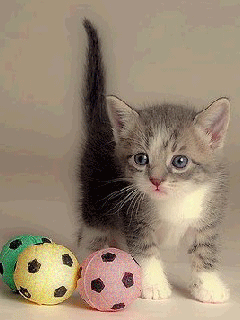 KItty Getting Ready to Pounce