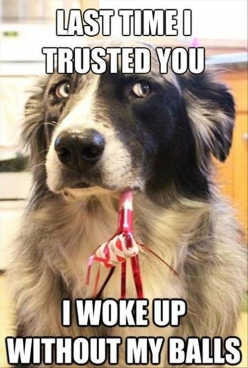 Doggy dog world