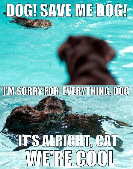 Save me dog