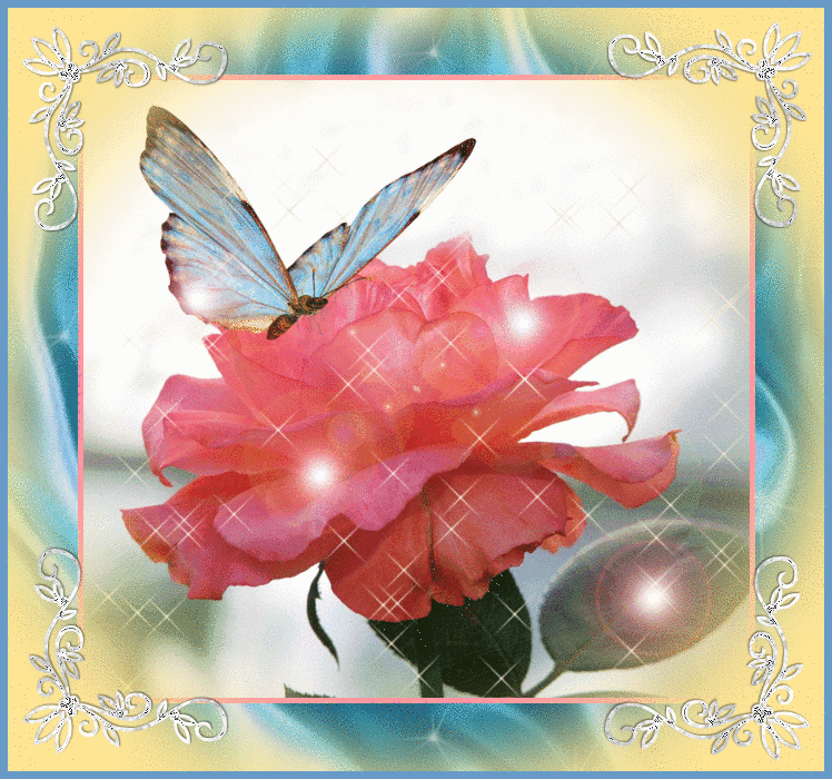 Pretty Pink Rose & Butterfly