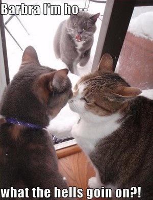 Cat believe my eyes Cat believe my eyes