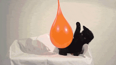 Cat and water balloon