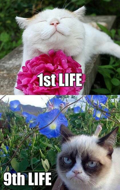 1st life and 9th life