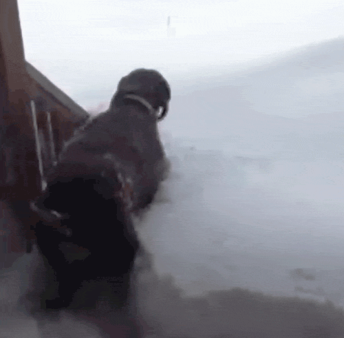 Dog dives into snow