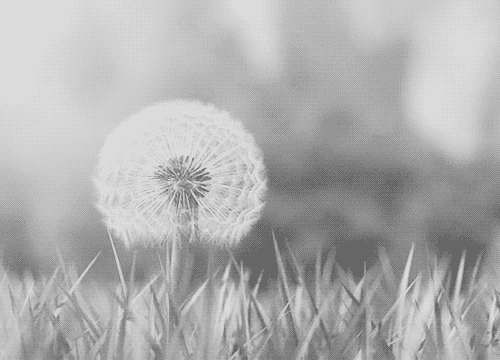 Make A Wish