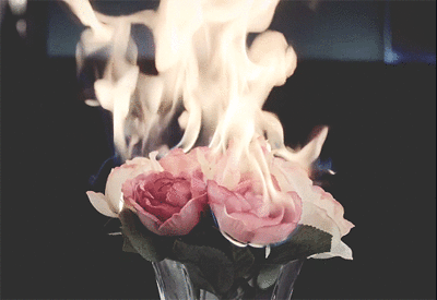 Flaming Roses