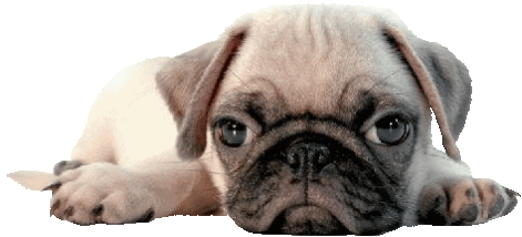 Cute Pug