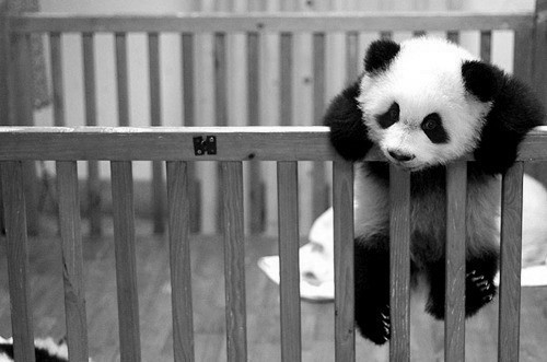 baby panda