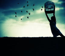 Fly away birds
