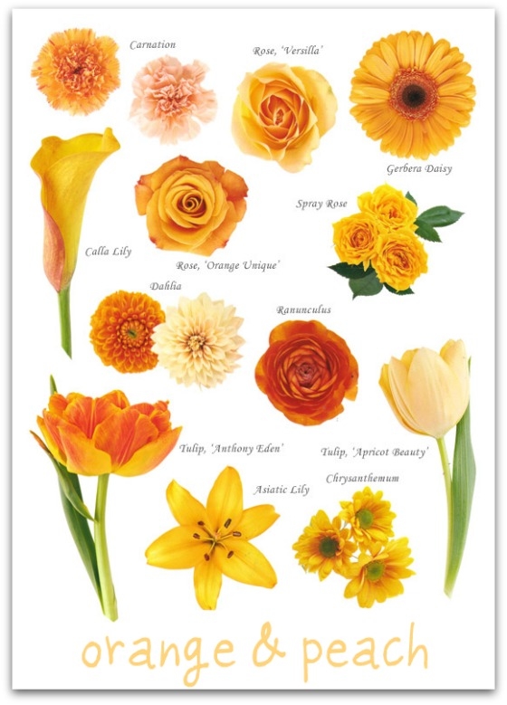 Orange and Peach Flower Guide Orange and Peach Flower Guide