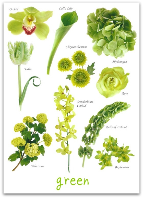Green Flower Guide Green Flower Guide