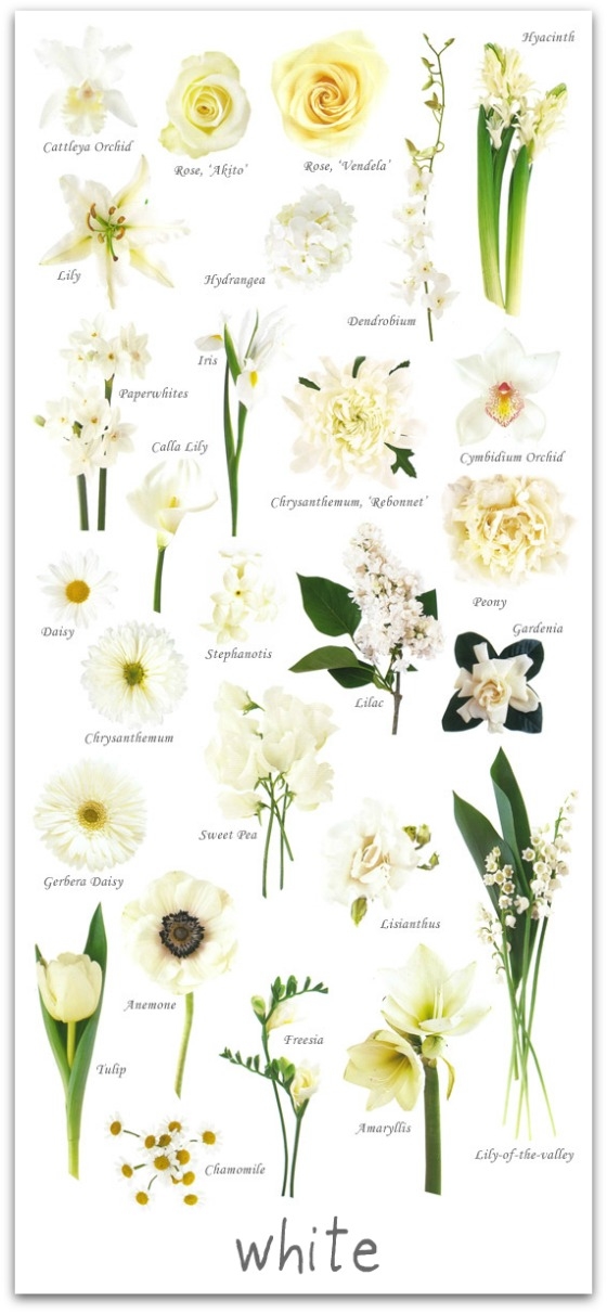 White Flower Guide