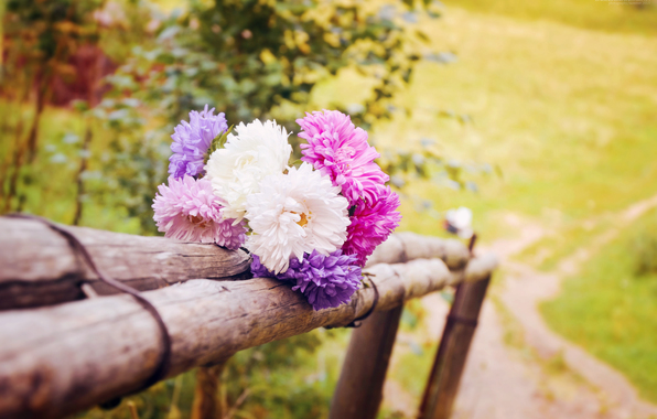 Flowers on Fence Flowers on Fence