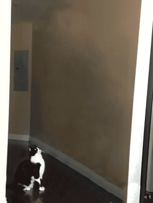 The abducted Cat