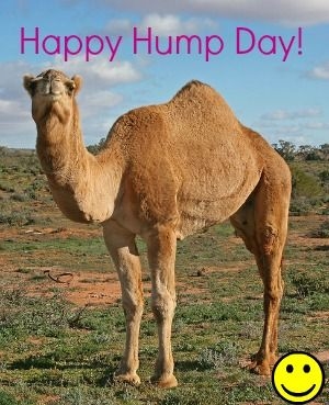 Happy Hump Day Happy Hump Day