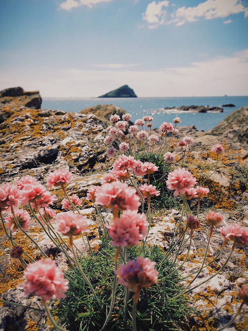 Flowers on the earth