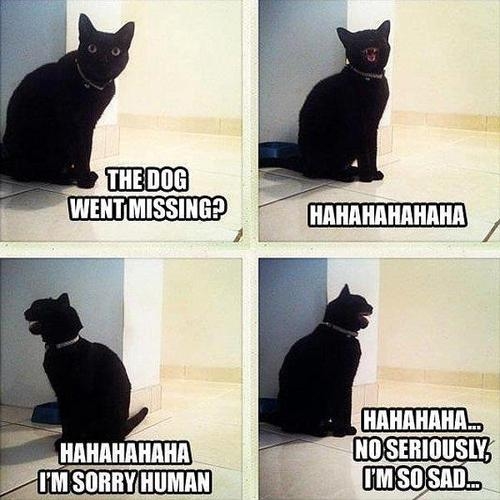 Cat shares his sympathy Cat shares his sympathy