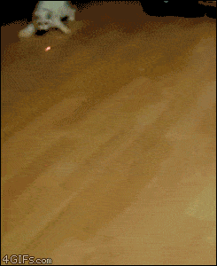 Beam vs Cat