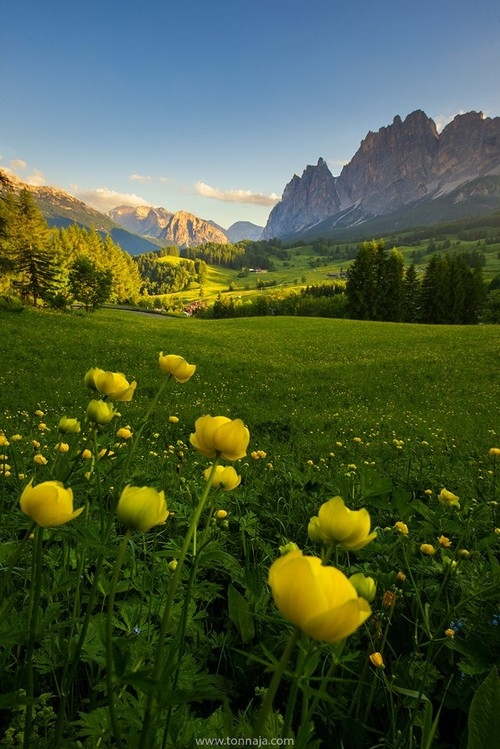 In the valley of yellow roses In the valley of yellow roses