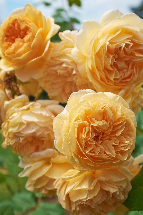 Soft yellow roses