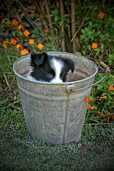 Peeking puppy