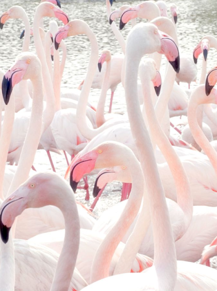 Pink Flamingos