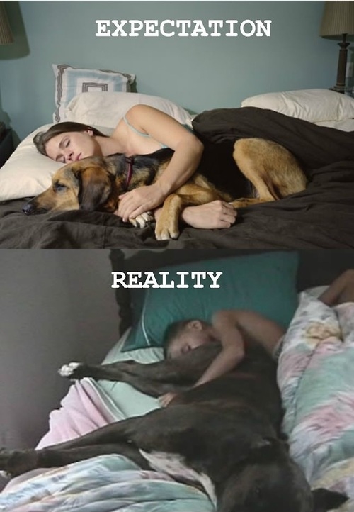 Sleeping with your pet Sleeping with your pet