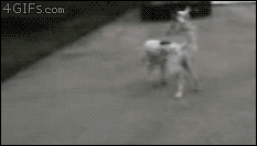 Dog does broadway