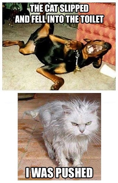 The Cat slipped
