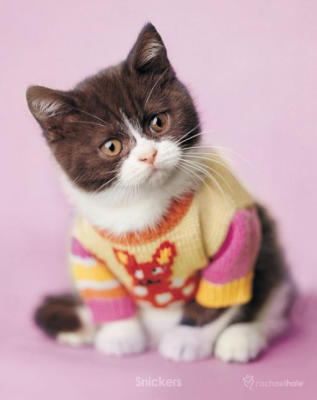Cute Kitty in Sweater Cute Kitty in Sweater