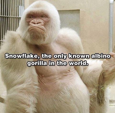 albino gorilla