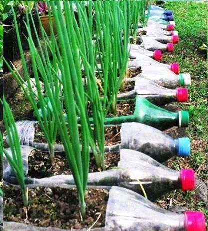 Bottle Garden